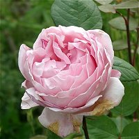 Brother-Cadfael-Rose